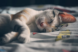 Better Lighting for Better Sleep